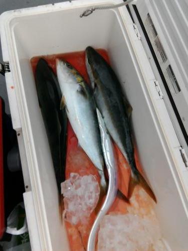 ファイヤードルフィン 釣果