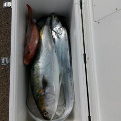 ファイヤードルフィン 釣果