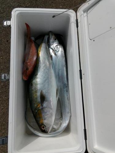 ファイヤードルフィン 釣果