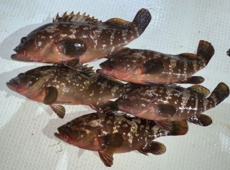 TOPGUN名古屋 釣果