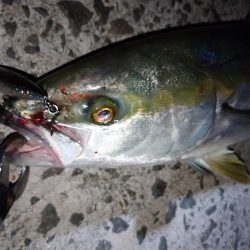 今朝もトップゲーム!!