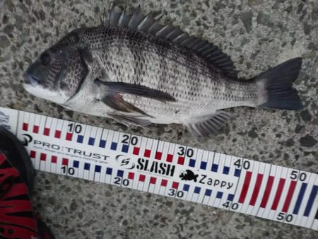 今朝もトップゲーム