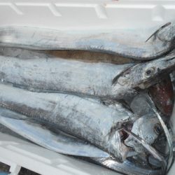 こうゆう丸 釣果