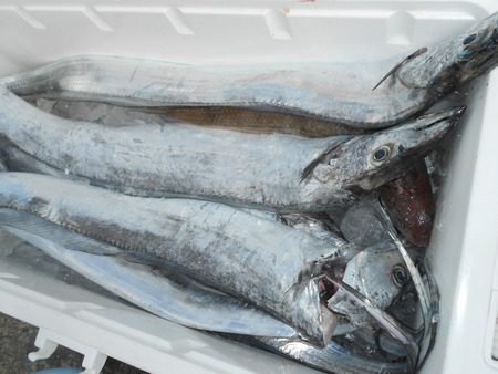 こうゆう丸 釣果