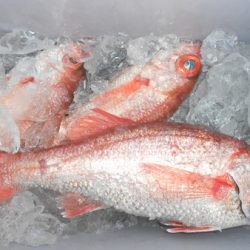 こうゆう丸 釣果