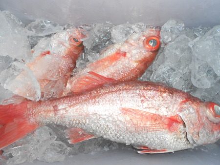 こうゆう丸 釣果