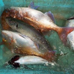 第二むつ漁丸 釣果
