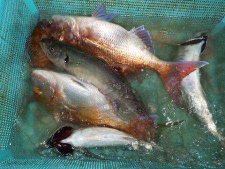 第二むつ漁丸 釣果