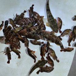 TOPGUN名古屋 釣果