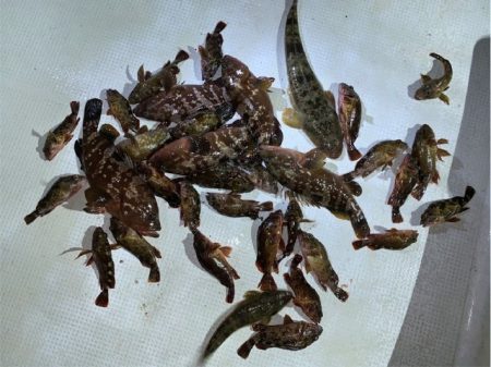 TOPGUN名古屋 釣果