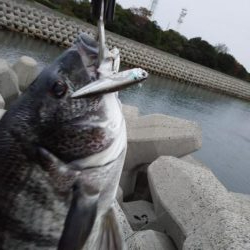 今朝もトップゲーム