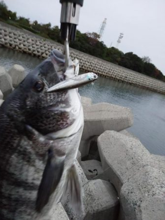 今朝もトップゲーム