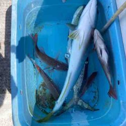 龍宮丸 釣果