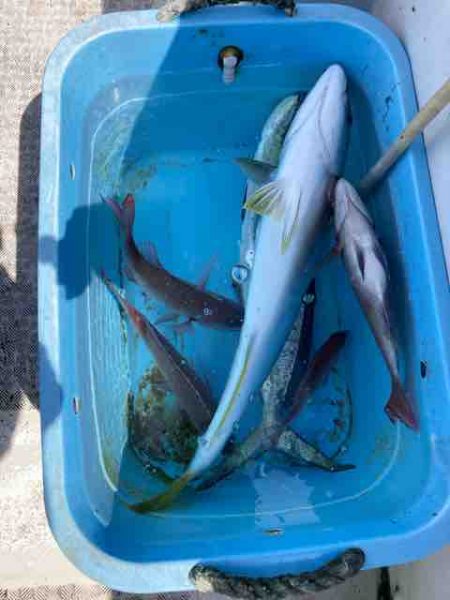 龍宮丸 釣果