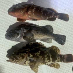 TOPGUN名古屋 釣果