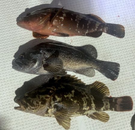 TOPGUN名古屋 釣果