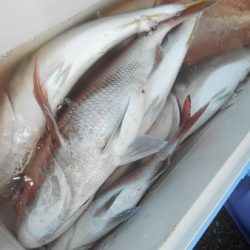 こうゆう丸 釣果