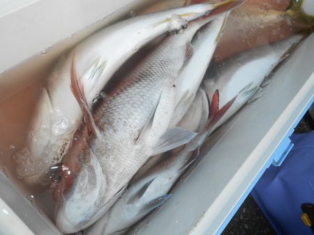 こうゆう丸 釣果