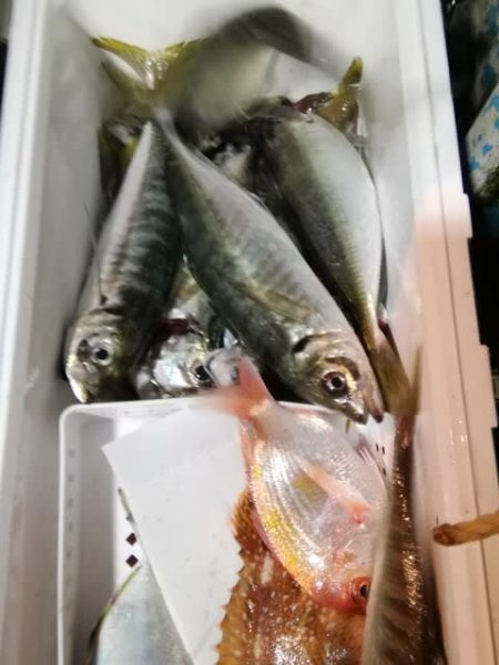 松福丸 釣果