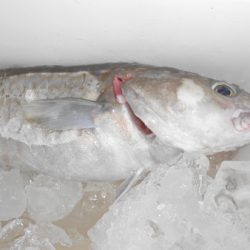 こうゆう丸 釣果