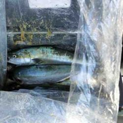 遊漁船 セトマリン 釣果