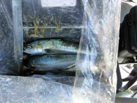 遊漁船 セトマリン 釣果