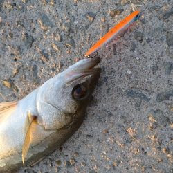 トップシーバス