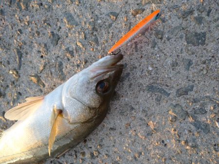 トップシーバス