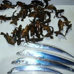 TOPGUN名古屋 釣果