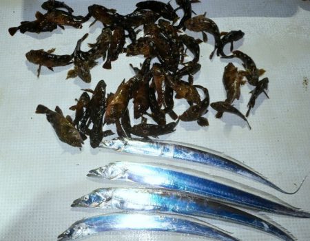 TOPGUN名古屋 釣果