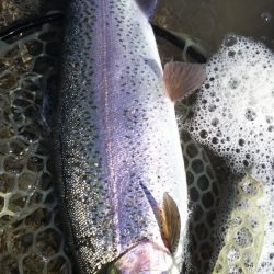 会津大川（会津非出資漁業協同組合） 釣果