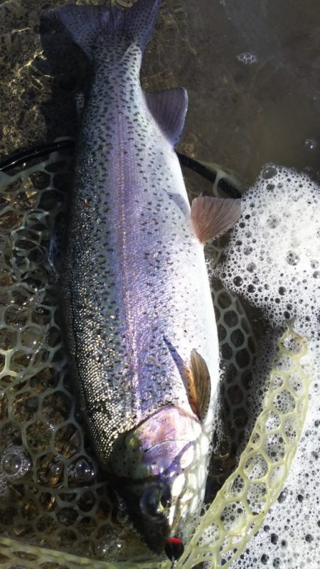 会津大川（会津非出資漁業協同組合） 釣果