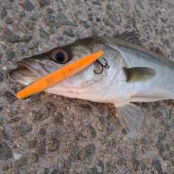 トップシーバス