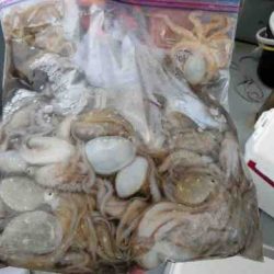 遊漁船 セトマリン 釣果