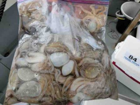 遊漁船 セトマリン 釣果