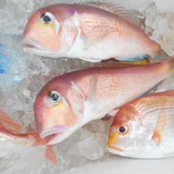 こうゆう丸 釣果