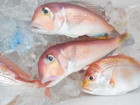 こうゆう丸 釣果