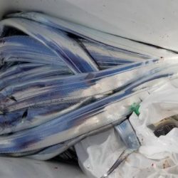 暁〜akatsuki〜 釣果