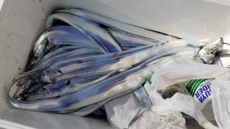 暁〜akatsuki〜 釣果