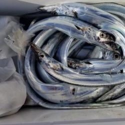 暁〜akatsuki〜 釣果