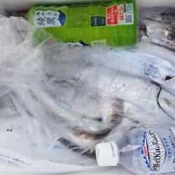 暁〜akatsuki〜 釣果