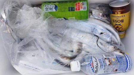 暁〜akatsuki〜 釣果