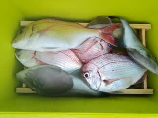 松福丸 釣果
