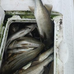 めだか屋 釣果