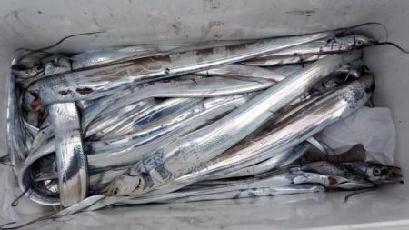 暁〜akatsuki〜 釣果