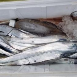 暁〜akatsuki〜 釣果