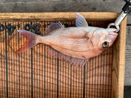 幸吉丸 釣果