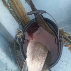 第五慶門丸 釣果