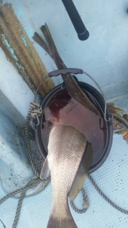 第五慶門丸 釣果