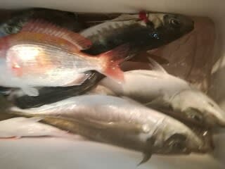 松福丸 釣果